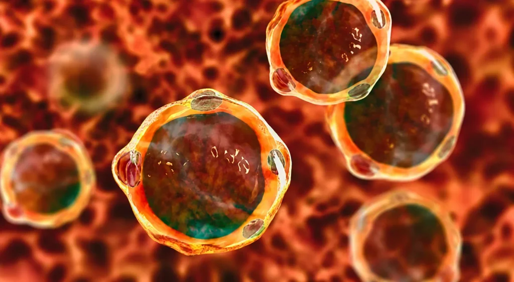 Blastocystis hominis nədir